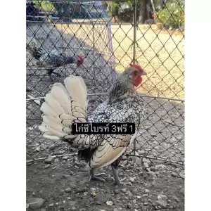 ไข่เชื้อไก่ซีไบรท์ สีเงินซิลเวอร์ สีคมชัดสวยงาม ไข่สดเก็บใหม่ประกันแตกร้าว