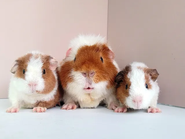 หนูแกสบี้ เท็ดดี้แบร์