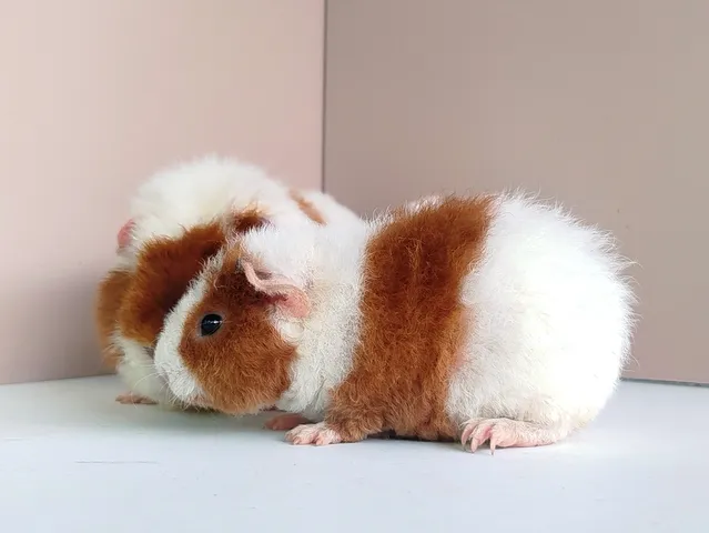 หนูแกสบี้ เท็ดดี้แบร์