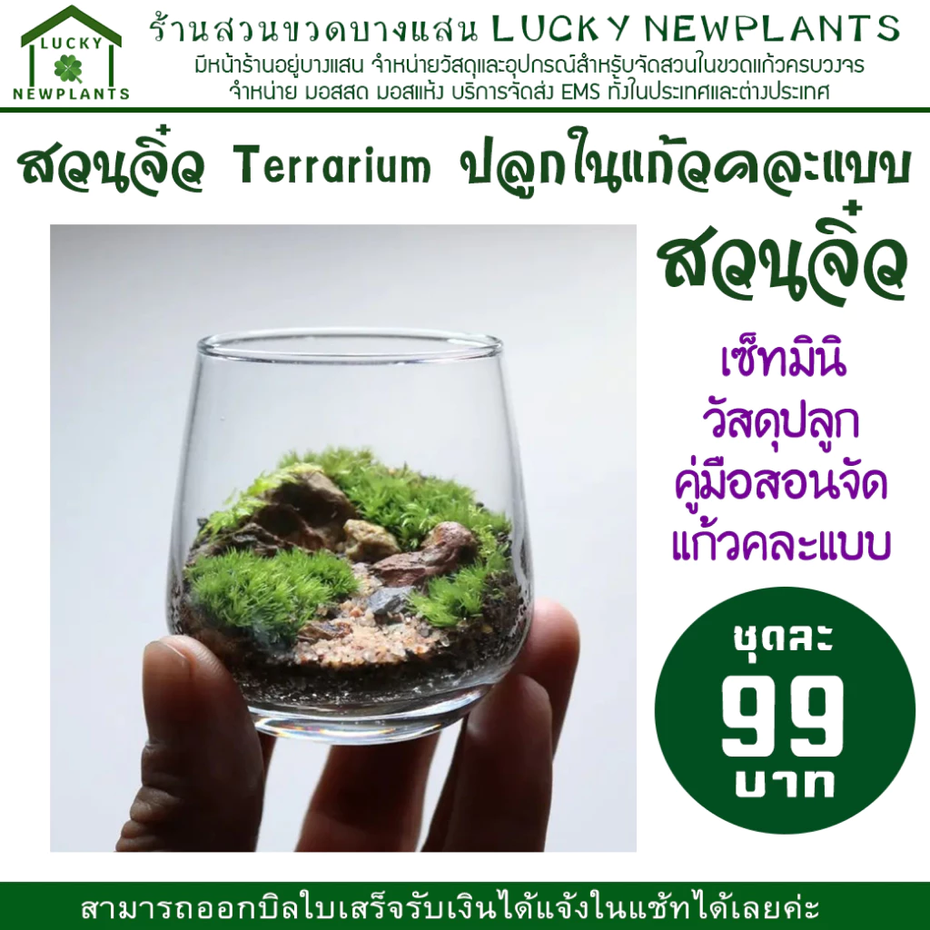 Terrarium สวนในแก้ว ไซต์มินิ แก้วคละแบบ ชุดละ 99 บาท ซื้อ 2 แถมฟรี 1