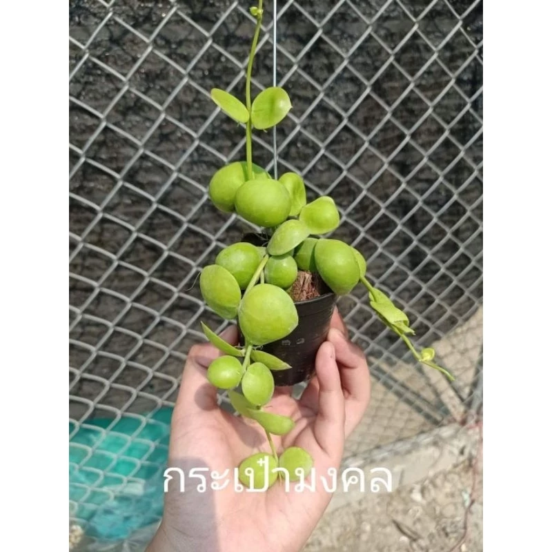 ต้นไม้มงคลพร้อมลวดแขวน #ต้นไม้ #ต้นไม้ฟอกอากาศ #ไม้แขวน #กระถางต้นไม้ #ต้นไม้ประดิษฐ#สวนต้นไม้ #ต้นไม้มงคล #ต้นไม้มงคล