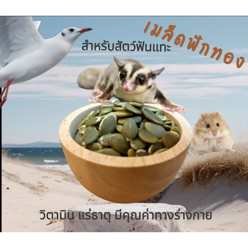 อาหารสัตว์เล็ก เมล็ดฟักทองแกะ สำหรับ นก ชูการ์ไรเดอร์ แฮมเตอร์ บุชเบบี้ฯ นน.30 กรัม