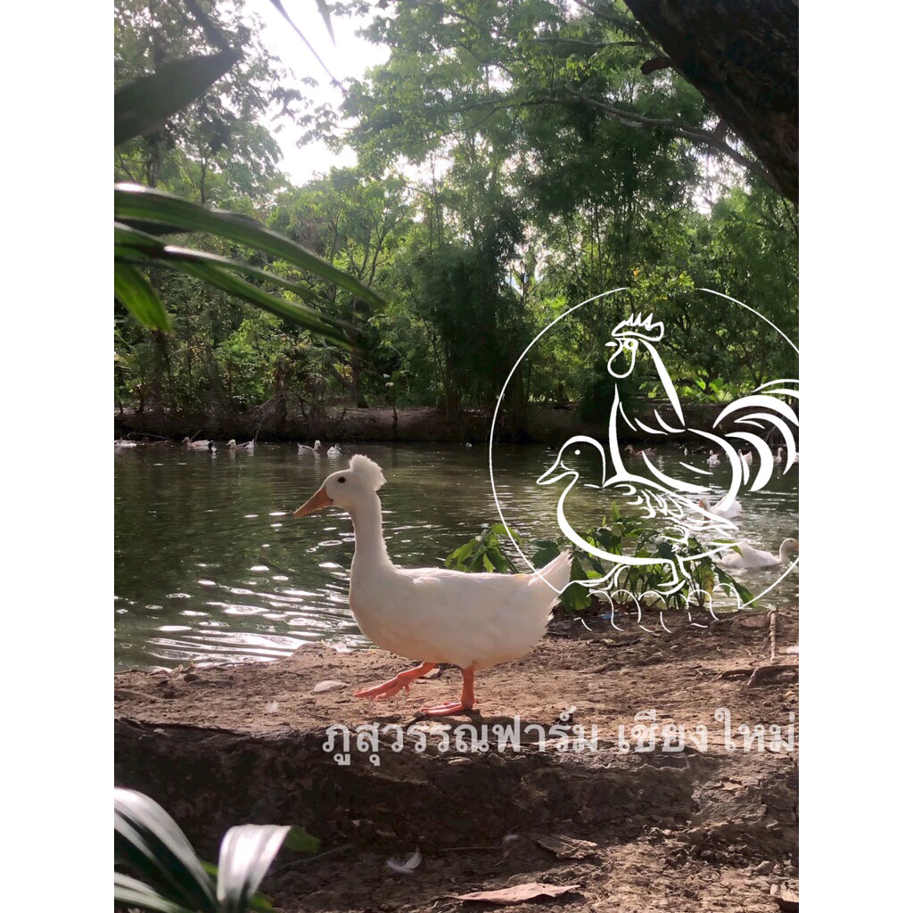 ชุดสุดคุ้ม ไข่เชื้อเป็ดมัลลาร์ดผสมเป็ดหัวจุก เป็นเป็ดไข่กึ่งสวยงาม 15 ฟอง