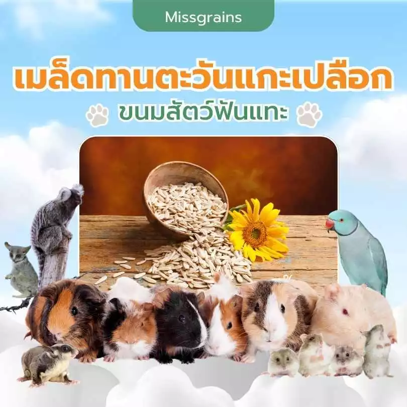 เมล็ดทานตะวันแกะเปลือก 200กรัม อาหาร/ขนมแฮมเตอร์ ชูการ์ กระรอก ดอร์เม้าท์ ใจเเอ้นท์ เม่นแคระ สัตว์ฟันเเทะทุกชนิด