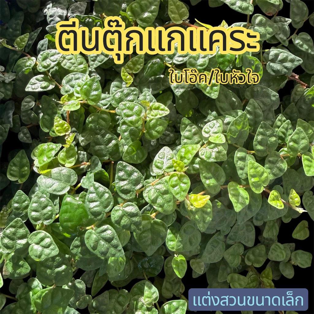 ต้นตีนตุ๊กแกแคระ Ficus pumila Oak Leaf จัดตู้เทอร์ราเรี่ยม Terrarium