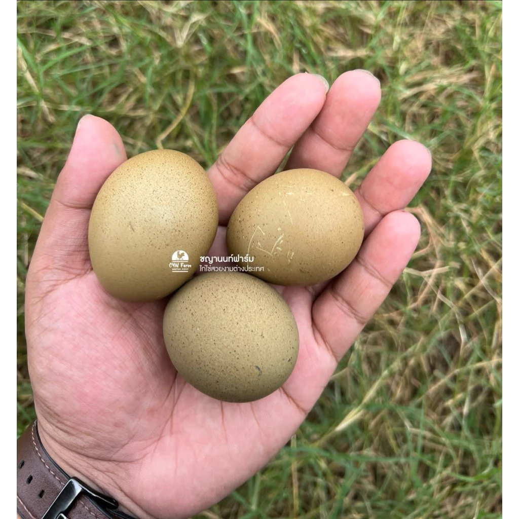 ไข่พาสเทล ไข่เชื้อไก่ไข่พลาสเทล ไข่เชื้อไก่ไช่โอลีฟ ไก่ไข่โอลีฟเอกเกอร์ ไก่โอลีฟ