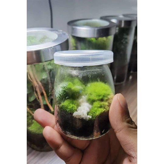 สวนขวดแก้ว(Terrarium)ขนาดเล็กมินิมอล