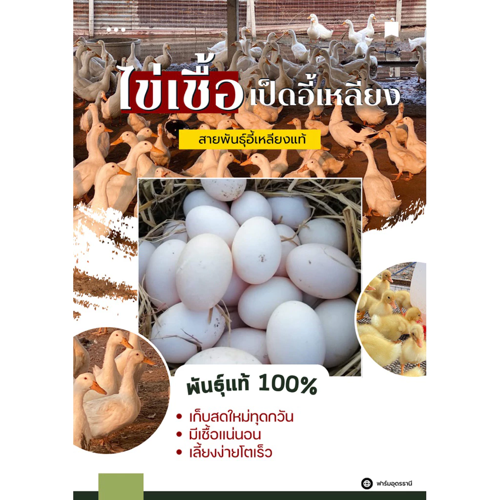 ไข่เชื้อเป็ดอี้เหลียง ไข่ใบใหญ่ ๆ สายพันธุ์อี้เหลียงแท้100% เลี้ยงง่าย โตเร็ว เนื้อเยอะ ไข่ดก ไข่เก็บสดใหม่ทุกวัน