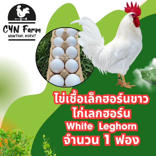 ไข่เชื้อไก่เลกฮอร์นขาว ไก่เลกฮอร์น ไข่เชื้อไก่ไข่สวยงามสำหรับฟัก White Leghorn