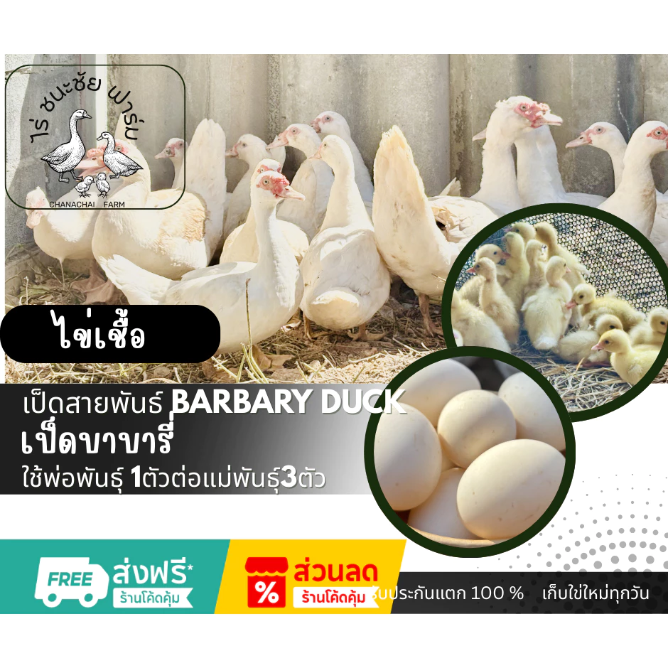 ไข่เชื้อเป็ดบาบารี่ ไข่เชื้อไข่เป็ดสำหรับฟักพันธุ์บาบารี่ 1ฟอง (เป็ดเนื้อไข่ฟองโต)