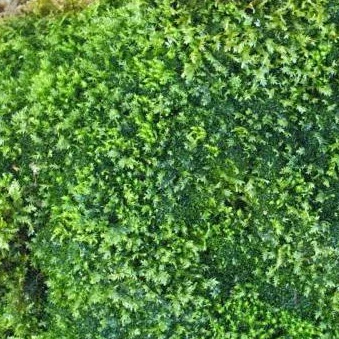 MOSS มอสสด พืชจิ๋ว Terrarium Bonsai Decor ป่าธรรมชาติ พรม มอสเเต่งสวนถาด 100g