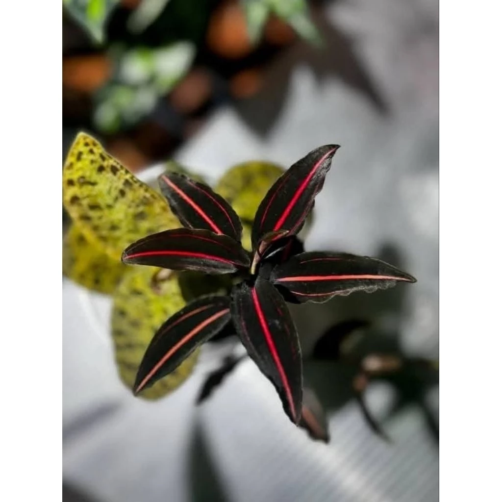 Vrydagzynea tristriata/วิลาซีนี3ขีด/ชนิดหายาก/กล้วยไม้​ดิน​/jewel​ orchid​/terrarium​/paludarium​/Rare​plants​