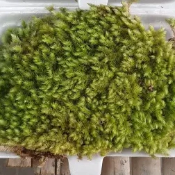 MOSS มอสสด พืชจิ๋ว เบาะสัตว์เลื้อยคลาน Terrarium Bonsai Decor ป่าธรรมชาติ พรม พร้อมปลูก