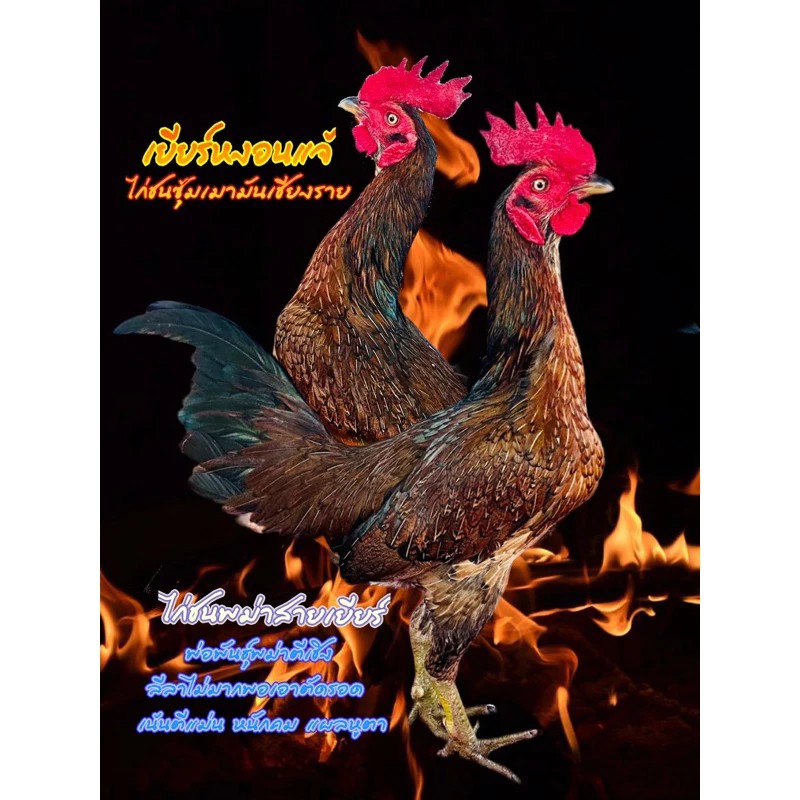 ไก่ชน/ไข่ไก่ชนพม่าสายเยียร์/ไข่เชื้อไก่ชน