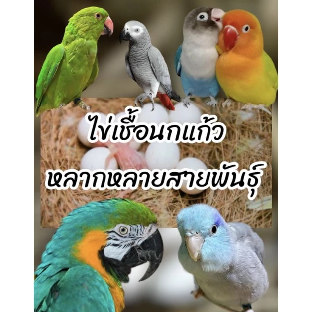ไข่เชื้อนกแก้วหลากหลายสายพันธุ์ 