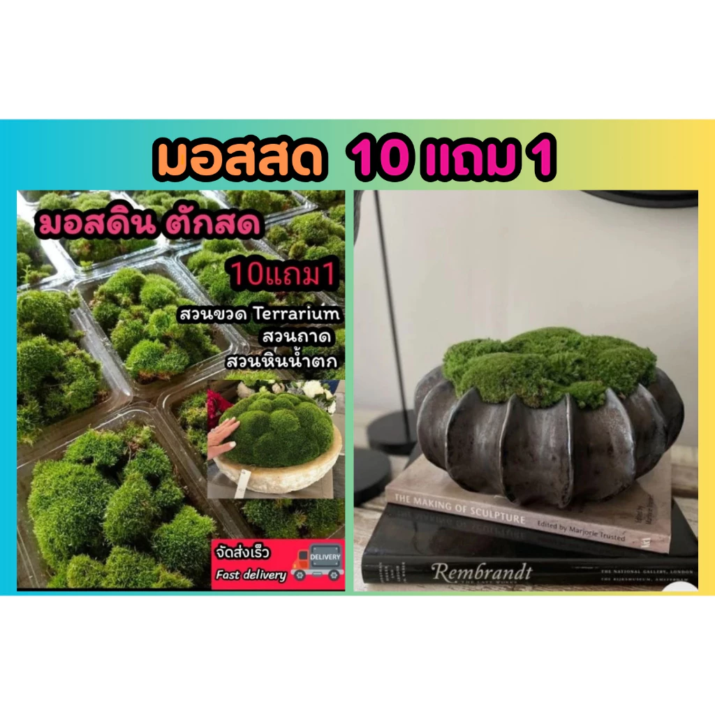 มอสสด มอสดิน ต้นไม้ สวนขวด Terrarium​ สวนถาด น้ำตก ต้นไม้ 1บาท ดิน กระถาง มอสแห้ง ไม้น้ำ ต้นไม้ปลอม หิน ตู้ปลา หญ้า ผัก