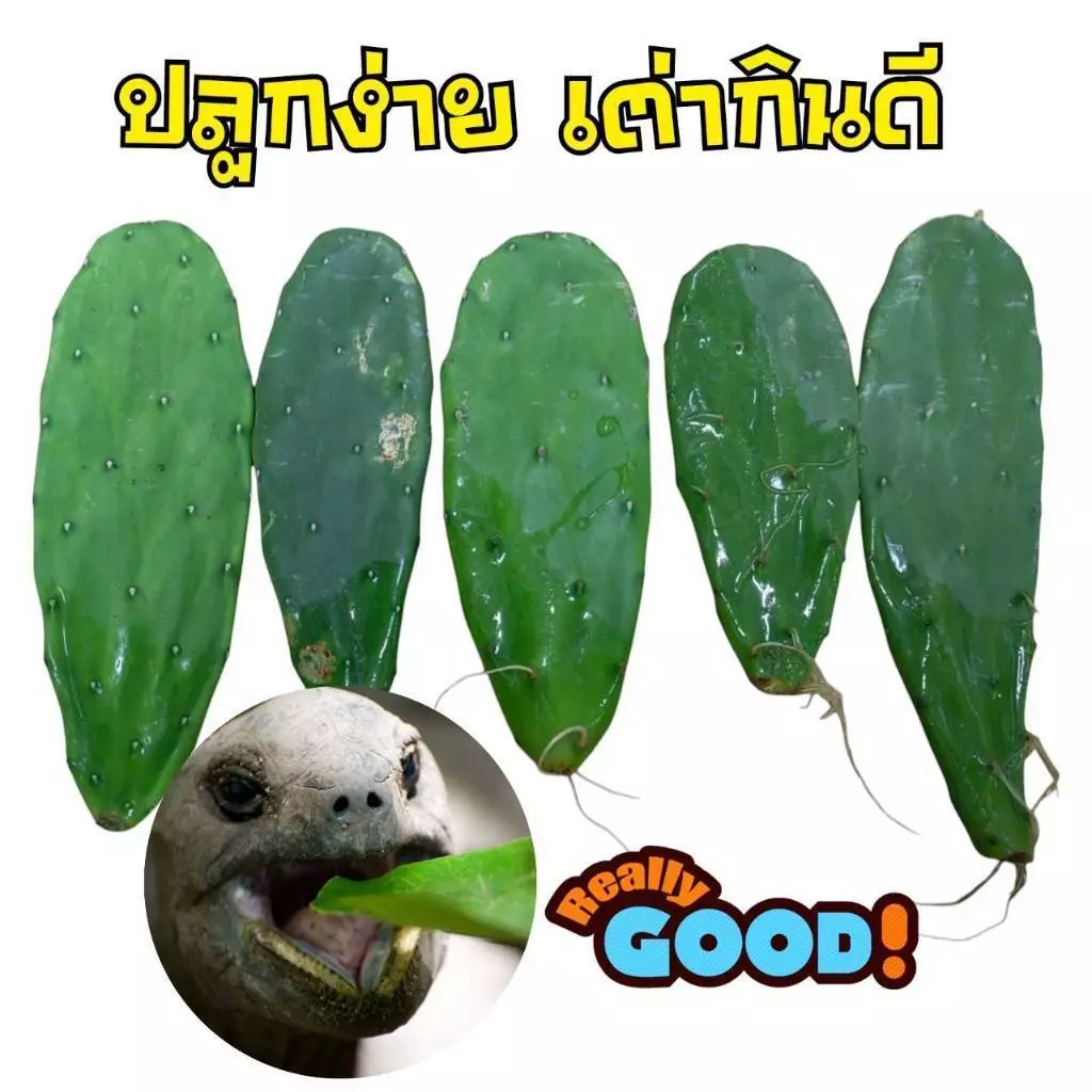 ใบเสมาแคคตัส ใบเสมาตัดสด เอาไปให้เต่าบก เต่าซูคาต้า กิน ให้หนอนยักษ์ หนอนนกกิน หรือเอาไปปลูกก็ติดได้ง่าย ส่งด่วนมาก