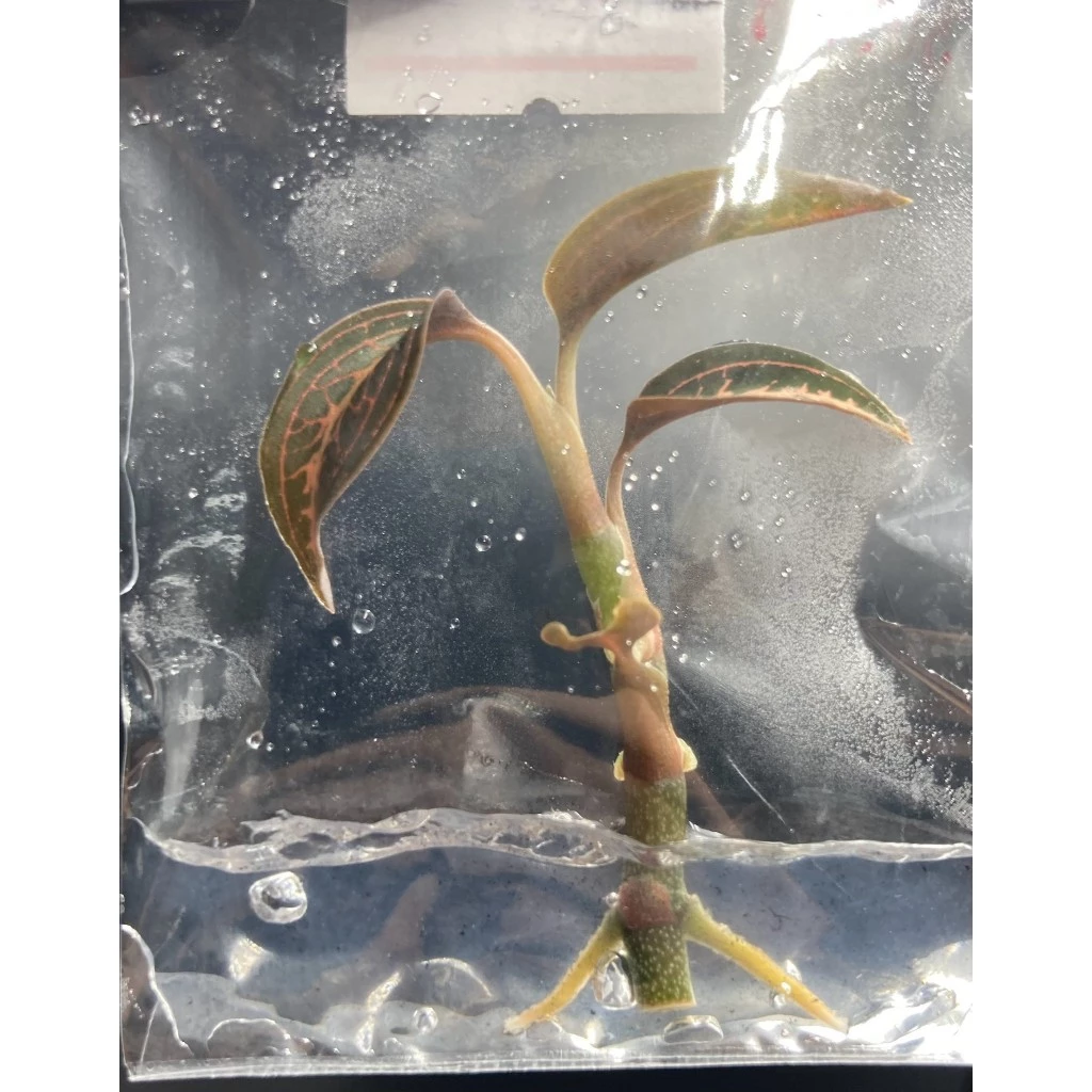 Ludisia Discolor ' Salmon Sandstone ' ว่านน้ำทอง Jewel Orchid |Terrarium |ไม้เนื้อเยื่อ | พาน้องออกไปเติบโตกั๊นนนน