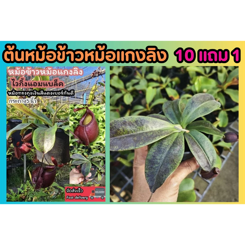 ต้นหม้อข้าวหม้อแกงลิง. ต้นไม้กินแมลง สวนถาด เทอราเลี่ยม Terrarium​ มอส เฟริน น้ำตก สวนขวด หิน ดิน โหลแก้ว ต้นไม้ปลอม ดอก