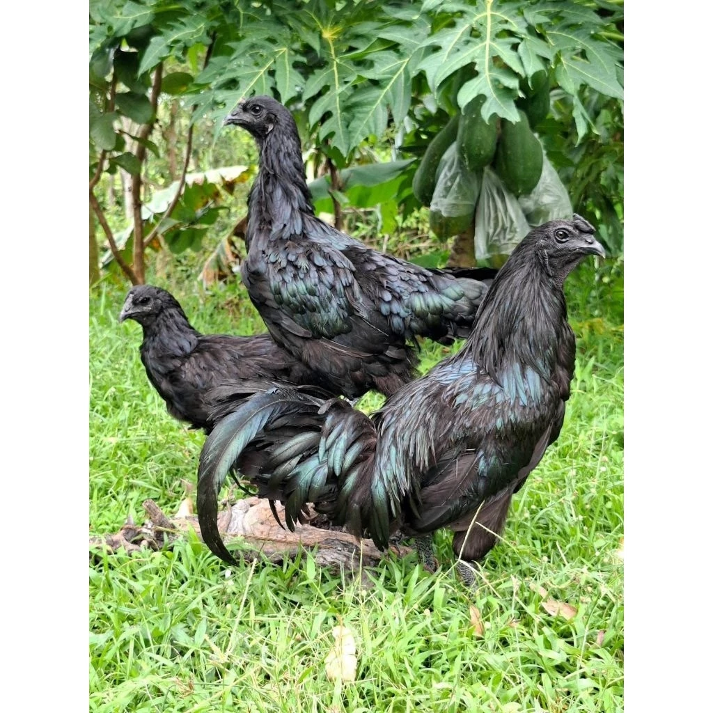 ไข่เชื่อไก่ดำภูพาน1-2พันธุ์แท้ดำทั้งขนทั้งเนื้อ รับประกันคุณภาพเชื้อ100%เคลมไข่ฟรี(กรณีไม่มีเชื้อ) 1 ชุด 3 ฟอง 250 บาท