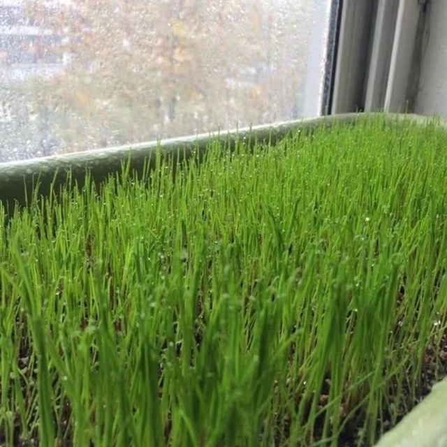 เมล็ดหญ้าทิโมธี Timothy/อัลฟาฟ่า Alfalfa 30กรัม ปลูกหญ้าที่บ้านสำหรับให้เต่ากิน อาหารเต่าบก