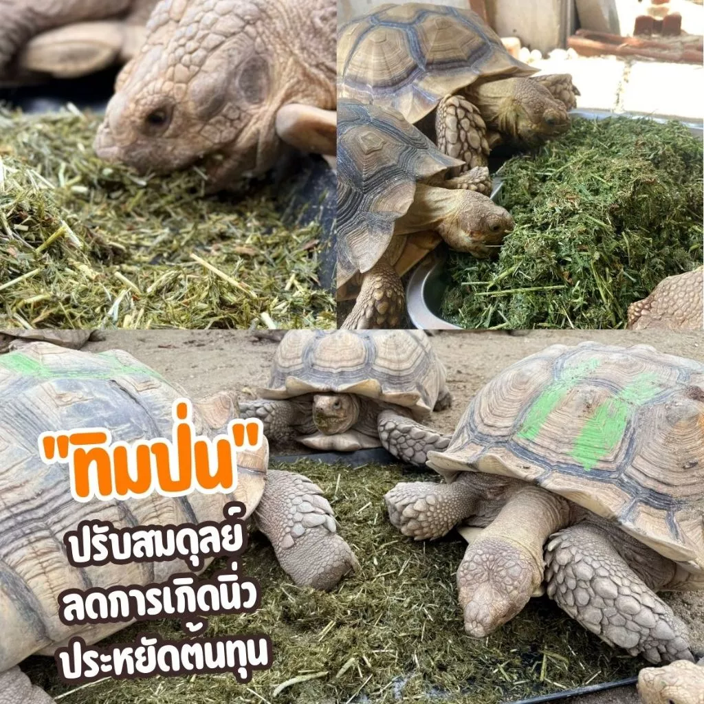 หญ้าทิมโมธีป่น (Ground Hay) เกรดพรีเมียม อัลฟาฟ่าป่น โอ๊ตป่นหยาบ สำหรับเต่าบก อาหารเต่าบกSulcata, Leopard, Aldabra