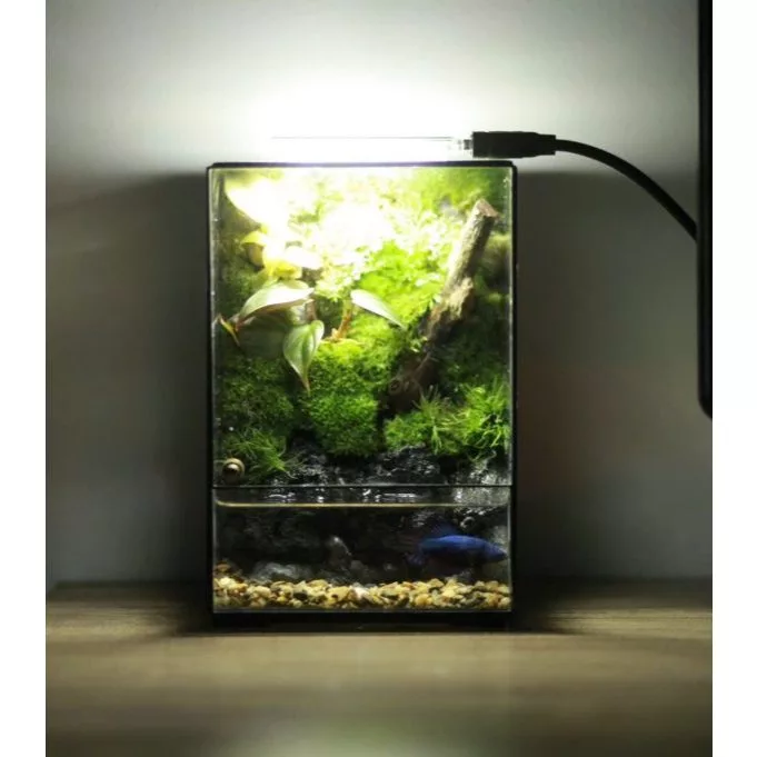 Mini Terrarium สําหรับผู้เริ่มต้น