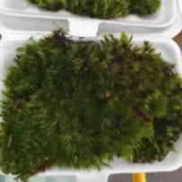 MOSS มอสสด พืชจิ๋ว Terrarium Decor ป่าธรรมชาติ พรม มอสเเต่งสวนถาด มอสปูบอนไซ 100g No0005