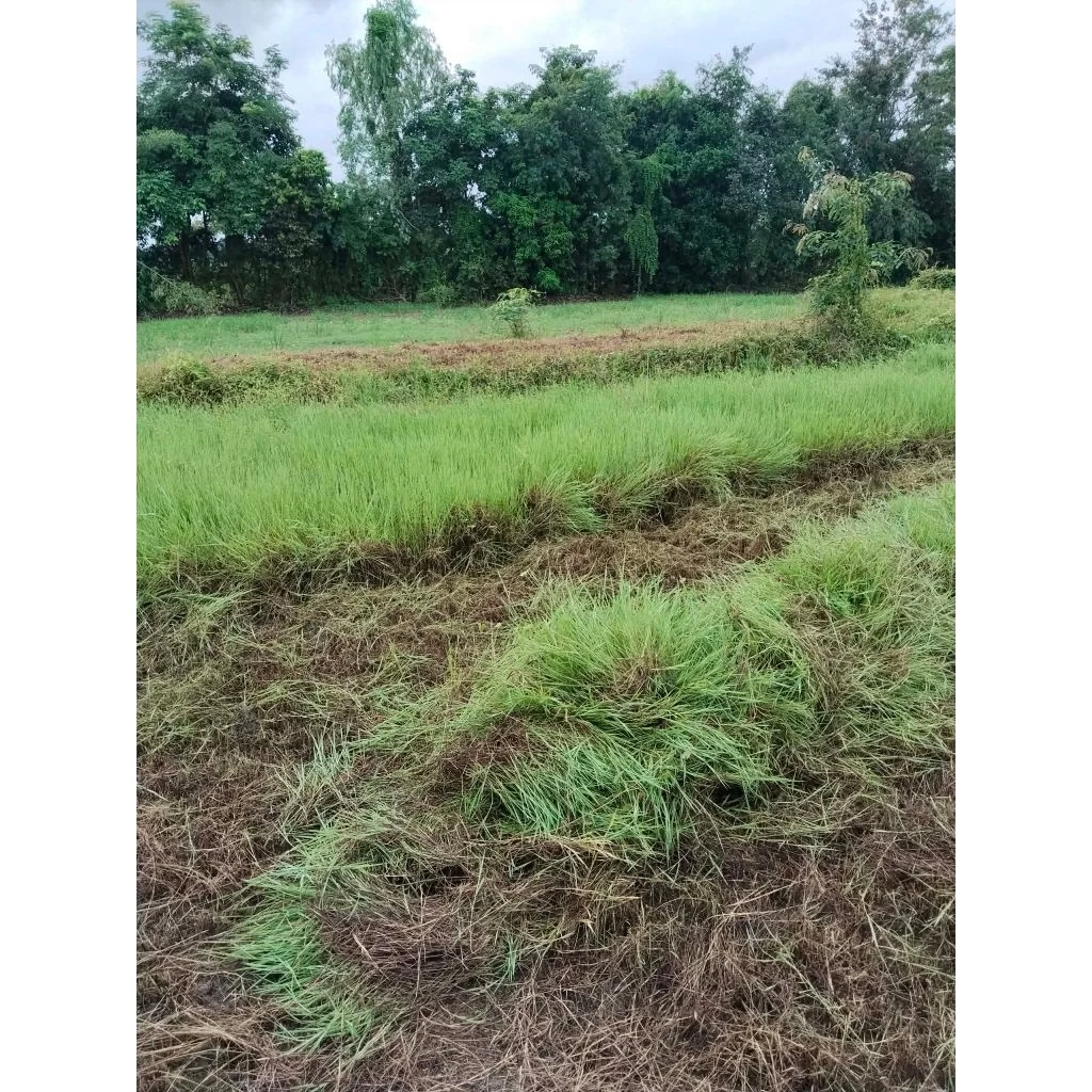 ท่อนพันธุ์หญ้าแพงโกล่าคุณภาพดี 1กก. สดสะอาด ปลูกขึ้นง่าย โตเร็ว ทนแล้ง เหมาะสำหรับเลี้ยงวัว ควาย แพะ แกะ ให้ผลผลิตสูง