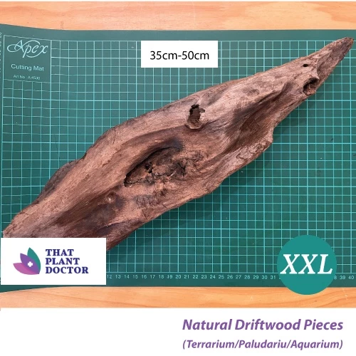 Natural Driftwood ชิ้น XXL ขนาด (35-50 ซม.)(พิพิธภัณฑ์สัตว์น้ํา / Palamuarium / Terrarium Scaping)