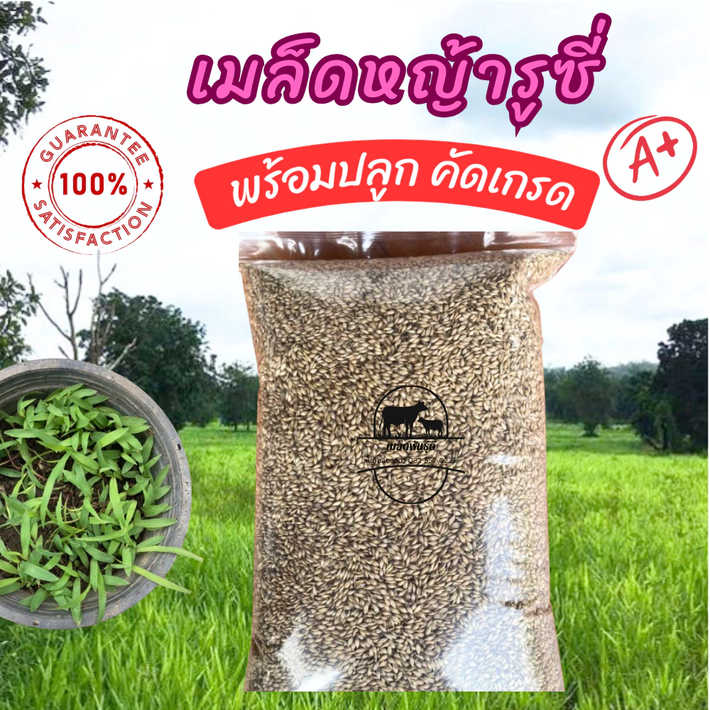 เมล็ดหญ้ารูซี่ 1 กก รับประกันการงอก หญ้าลูซี่ พันธ์ุหญ้ารูซี่ เลี้ยงสัตว์ หญ้าเลี้ยงวัว ควาย แพะ แกะ
