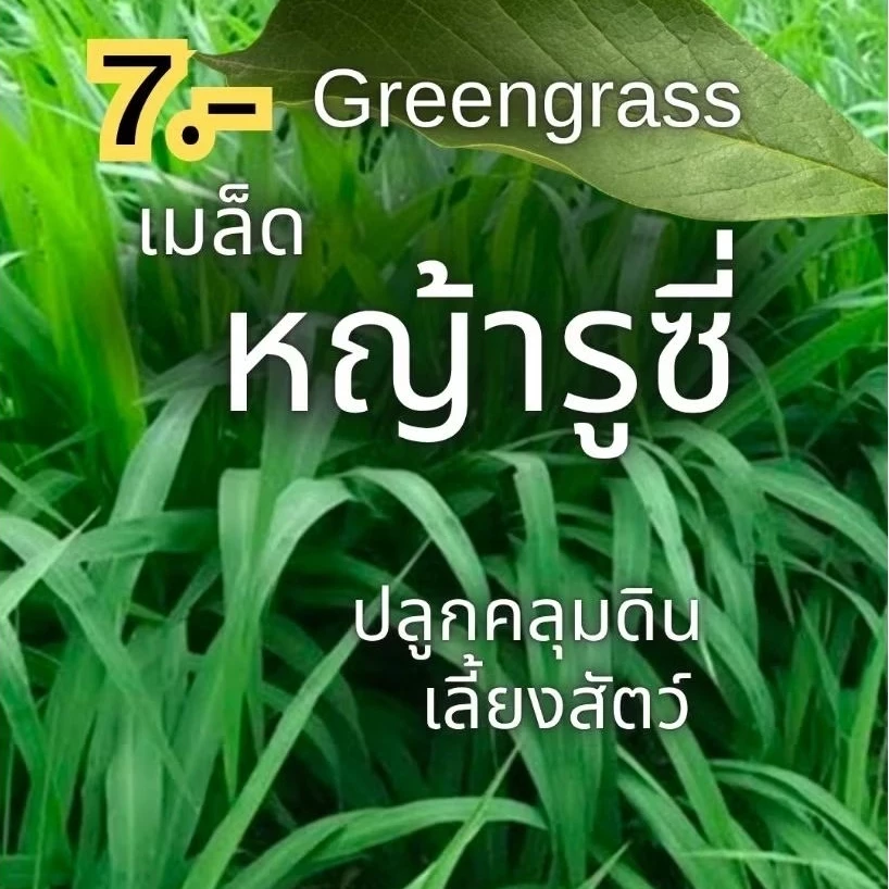 เมล็ดหญ้ารูซี่ หญ้าคลุมดิน เมล็ดหญ้าคลุมดิน ใช้เลี้ยงสัตว์ วัว ควาย แพะ พร้อมส่ง