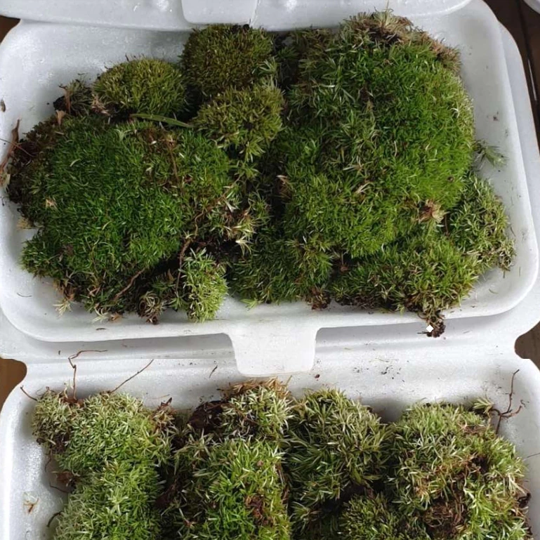 MOSS มอสสด พืชจิ๋ว เบาะสัตว์เลื้อยคลาน Terrarium Bonsai Decor มอส 100g No0006