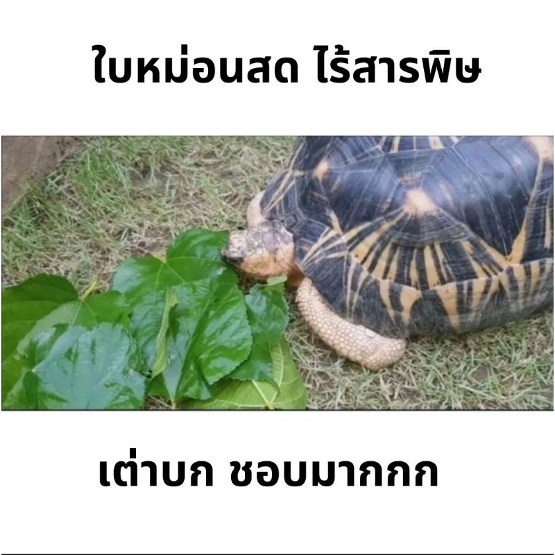 ใบหม่อนสดไร้สารพิษ 50 กรัม อาหารเต่าบกและสัตว์กินพืชอื่นๆ เช่น อีกัวหน้า เบียดดราก้อน ฯลฯ