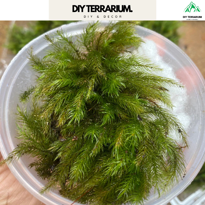 Squirrel Moss Terrarium Decor - กล่อง 500 มล