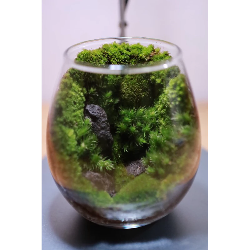 Terrariumสวนขวดแก้ว สวนมอส.