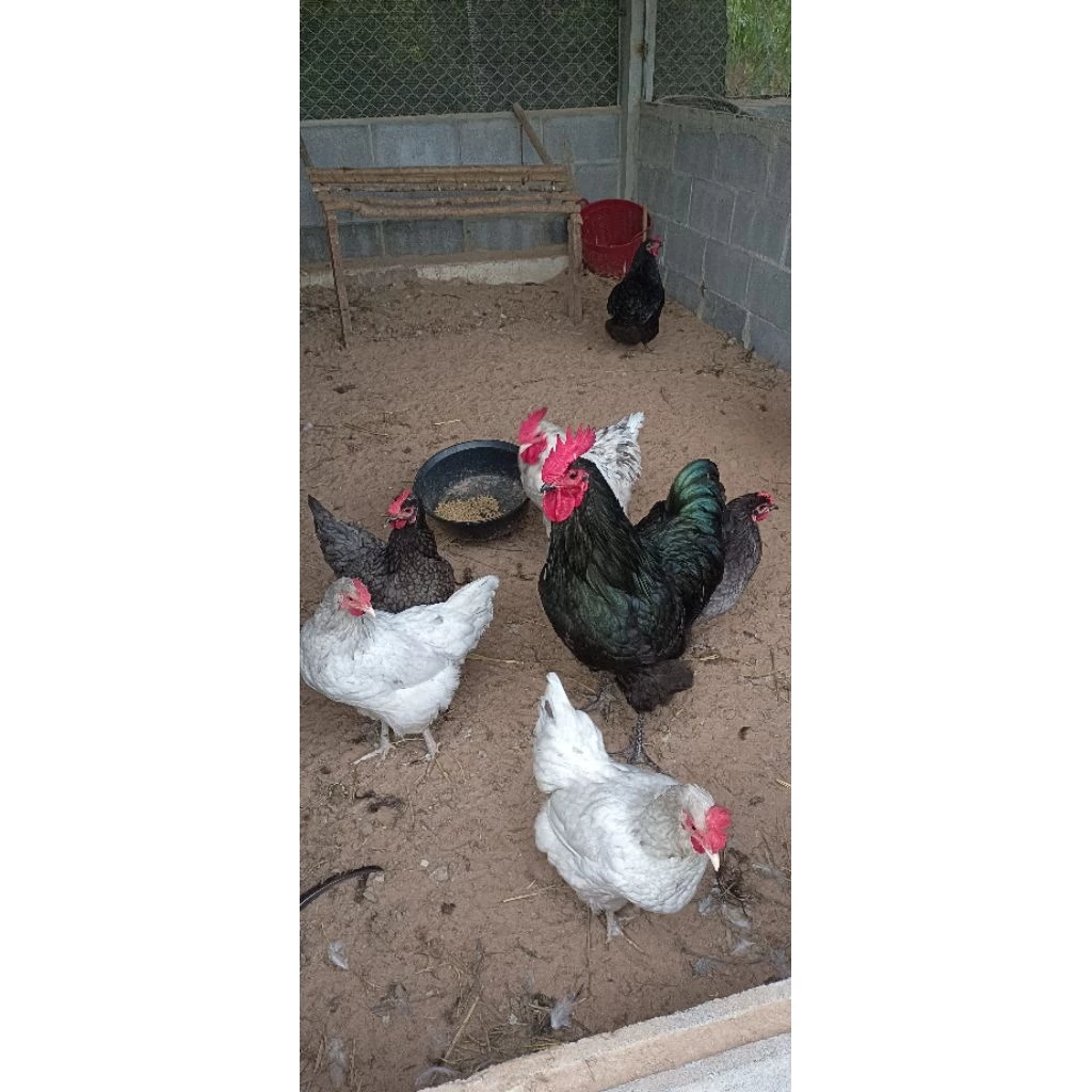 ไข่เชื้อไก่ไข่ออสตราลอปราชินีไข่ดก(สายพันธุ์เเท้) รับประกันเเตก100% 10เเถม3