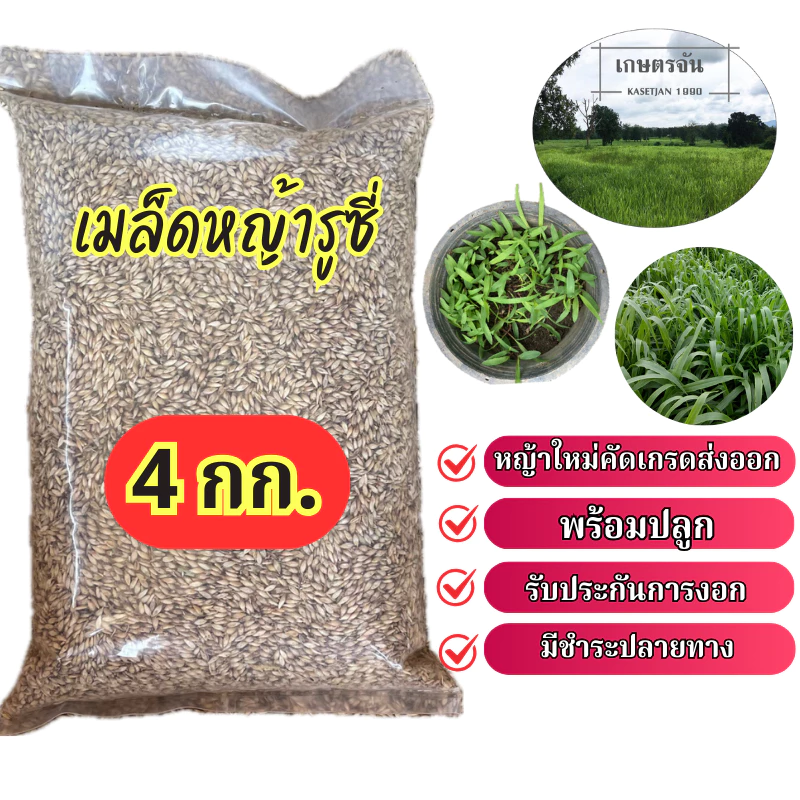 เมล็ดหญ้ารูซี่ 4 กก #รับประกันการงอก #พร้อมปลูก หญ้าลูซี่ พันธ์ุหญ้ารูซี่ เลี้ยงสัตว์ หญ้าเลี้ยงวัว ควาย แพะ แกะ
