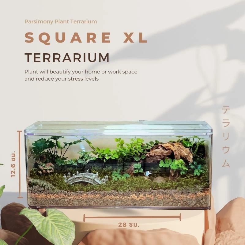 พร้อมส่ง สวนขวดมินิมอล ทรงกล่องอะคลิลิคใส Terrarium (ไม่รวมโคมไฟ) ของขวัญ