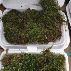 MOSS มอสสด พืชจิ๋ว เบาะสัตว์เลื้อยคลาน Terrarium Bonsai Decor มอส 100 g No0004