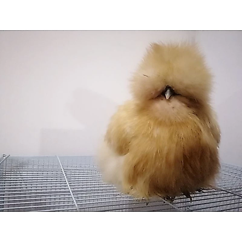 ไข่เชื้อไก่ซิลกี้สีบัฟ​ จากอเมริกา​ ไข่เชื้อสวยงามขนฟูๆ​ ของแท้ไม่จกตาฟูๆแน่นอน