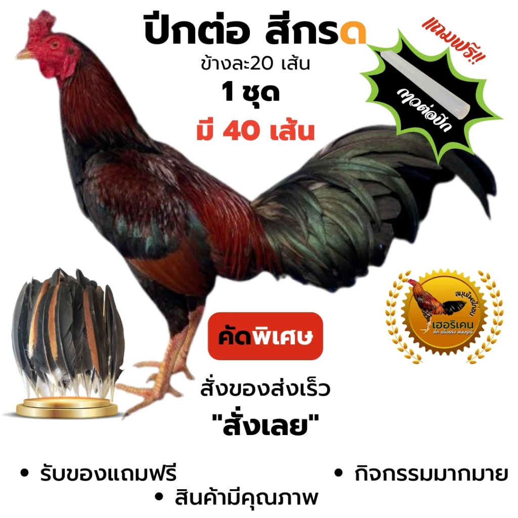 ฉาบปีกไก่ชน ปีกต่อไก่ชน ปีกไก่ชน ตัดต่อปีก 1 ชุดใชัไก่โตเต็มวัย มี 40เส้น คัดพิเศษ ไม่เปาะ แถม กาว