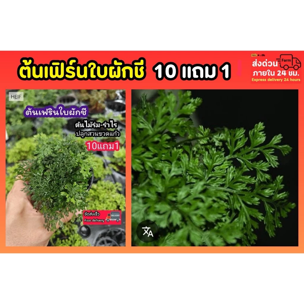 ต้นเฟิร์นใบผักชี สวนขวด จัดสวนน้ำตก ต้นไม้จัดสวนterrarium ต้นไม้คลุมดิน จัดบ้าน ดิน ปุ๋ย กระถาง เมล็ดพันธุ์ ดอกไม้กินได้