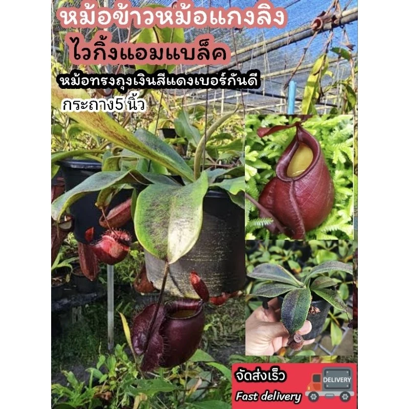 ต้นหม้อข้าวหม้อแกงลิง ต้นไม้กินแมลง สวนถาด เทอราเลี่ยม Terrarium​ มอส เฟริน น้ำตก สวนขวด หิน ดิน โหลแก้ว ต้นไม้ปลอม แต่ง