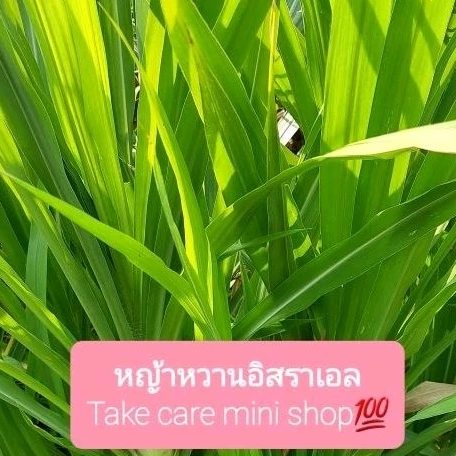 หญ้าหวานอิสราเอลหญ้าสด หญ้าเนเปียร์หญ้าสดสำหรับเป็นอาหารสัตว์ จำนวน 900 กรัม