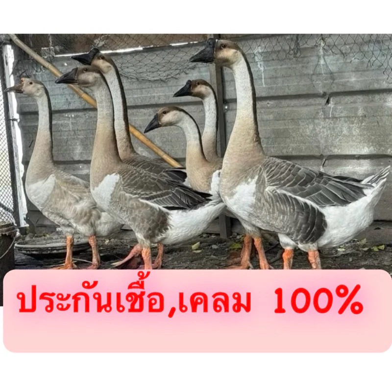 ไข่เชื้อห่าน พันธุ์ห่านจีน มีขาว มีเทา(ราคานี้แบบประกันเชื้อนะครับมีเชื้อๆเดิน100%)และเคลม 100% ใบละ 500 บาท