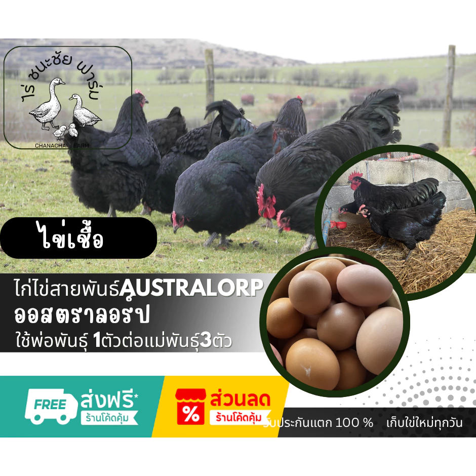 ไข่เชื้อไก่ออสตราลอป Australorp ราชินีไข่ดก ไก่ไข่ดกที่สุดในโลก 1 ฟอง