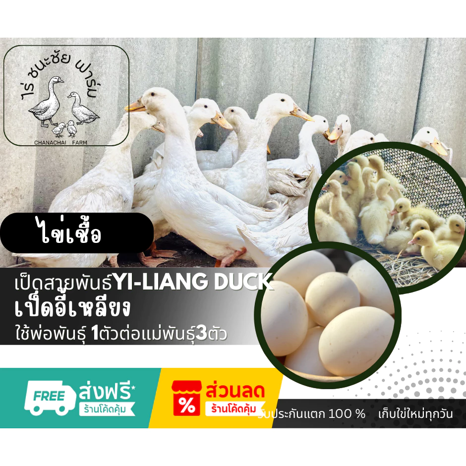 ไข่เชื้อเป็ดอี้เหลียง (เป็ดไข่กึ่งเป็ดเนื้อ) 1ฟอง โตไวมาก เป็ดอี้เหลียง เลี้ยงง่าย โตเร็ว เนื้อนุ่ม ไข่ดก