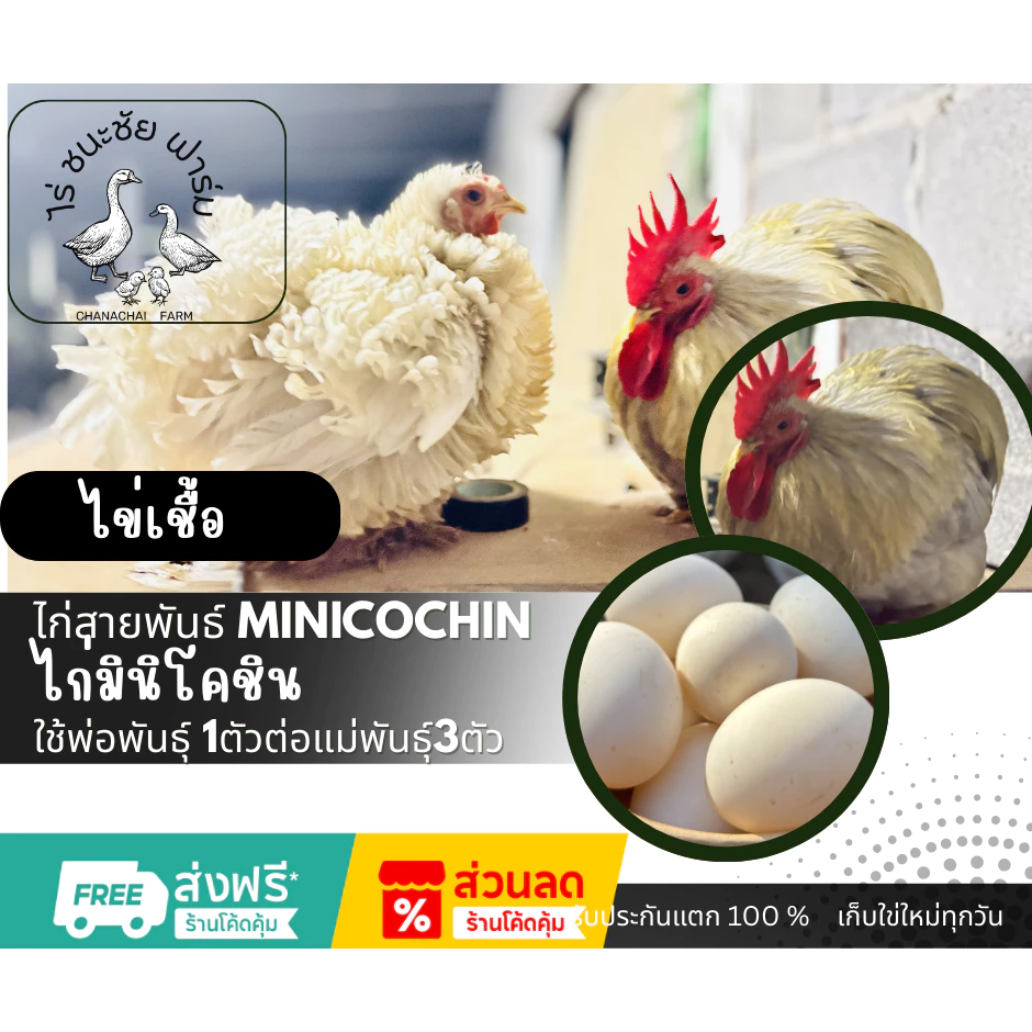 ไข่เชื้อไก่มินิโคชิน (Minicochin) ไข่เชื้อไก่มินิโคชิน สำหรับการฟัก 1ฟอง