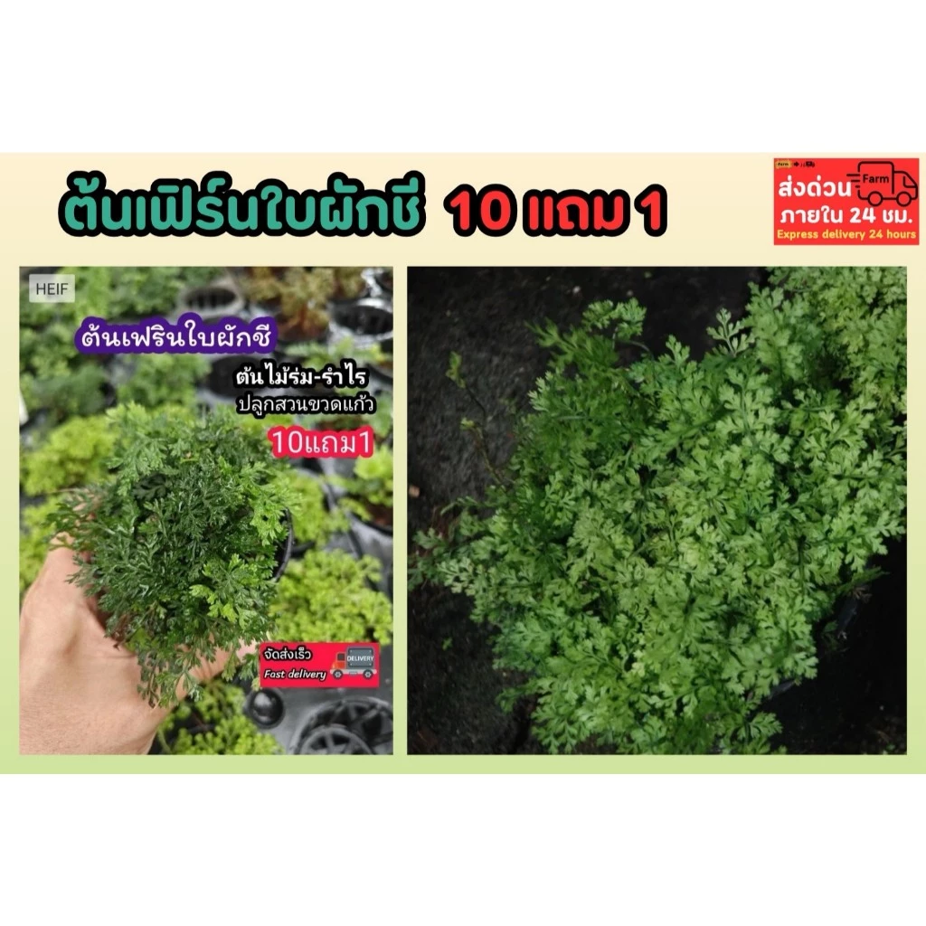 ต้นเฟิร์นใบผักชี สวนขวด ต้นไม้จัดสวนterrarium ต้นไม้คลุมดิน จัดสวนน้ำตก จัดบ้าน ดินปุ๋ย ธรรมชาติ เมล็ดพันธุ์ ดอกไม้กินได